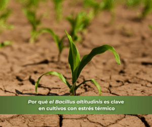 Planta joven creciendo en suelo agrietado por sequía; símbolo de la resistencia de los cultivos tratados con Bacillus altitudinis frente al estrés térmico.