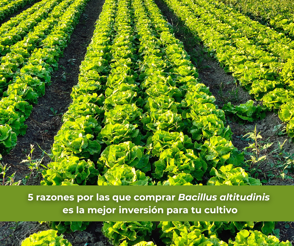 5 razones por las que comprar Bacillus altitudinis es la mejor inversión