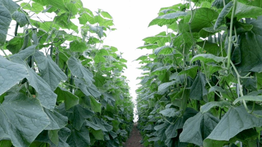 biofertilizacin bacillus